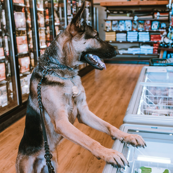 happy dog in pet store